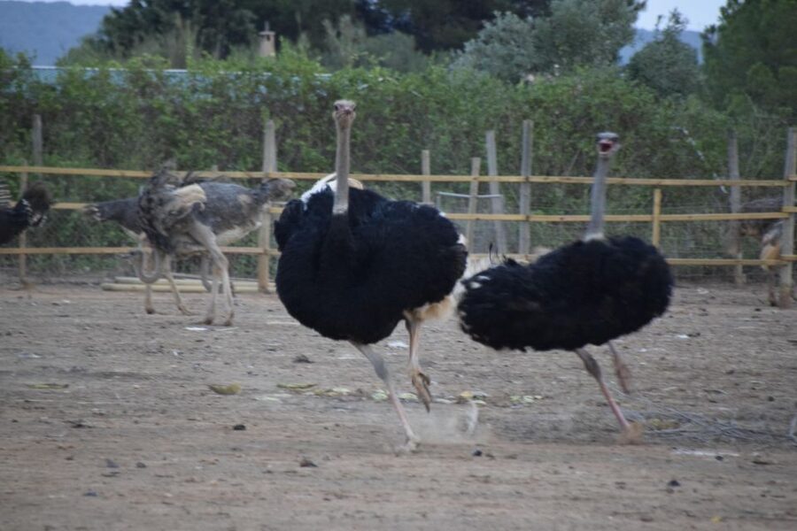 Mallorca: Artestruz - Ostrich Farm Ticket Entrance - Meeting the ostriches at a small Mallorca farm