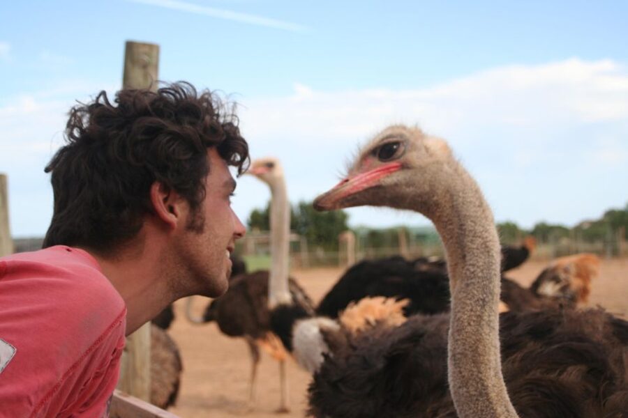 Mallorca: Artestruz - Ostrich Farm Ticket Entrance - How much time should you allow?