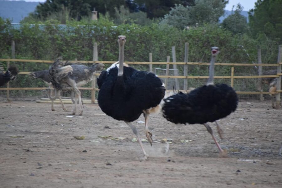 Mallorca: Artestruz - Ostrich Farm Ticket Entrance - Practical details that affect your visit