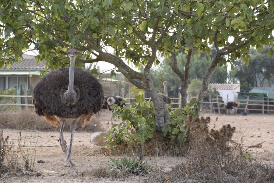 Mallorca: Artestruz - Ostrich Farm Ticket Entrance - Should you book Artestruz?