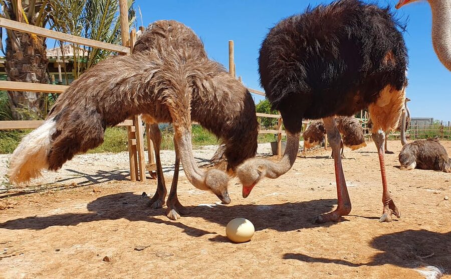 Mallorca: Artestruz - Ostrich Farm Ticket Entrance - Feeding a bird taller than you expect