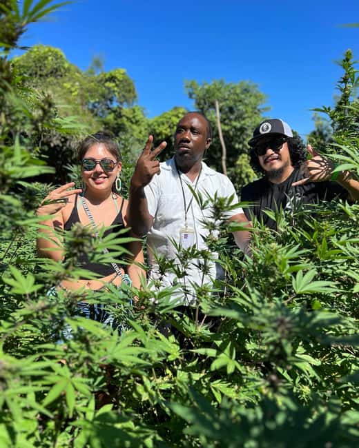 Marijuana Farm, Bamboo Rafting and Doctors Cave Beach Tour - How the Six Hours May Feel