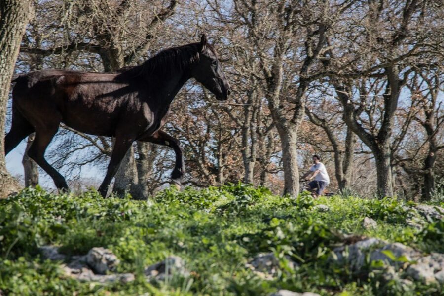 Martina Franca: E-bike farm tour & cheese tasting - Key points to know before you book