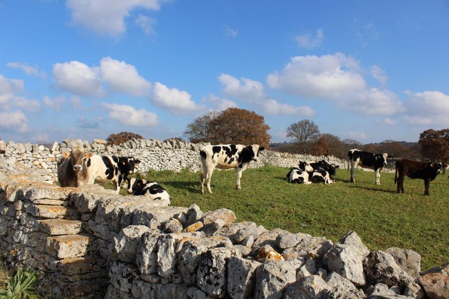 Martina Franca: E-bike farm tour & cheese tasting - FAQ