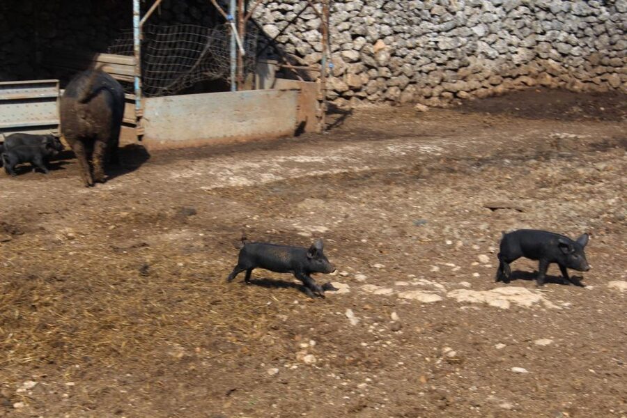 Martina Franca: E-bike farm tour & cheese tasting - My verdict on this Martina Franca experience
