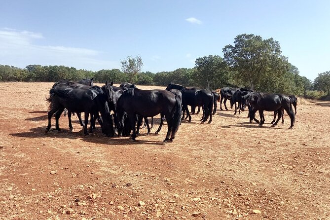 Martina Franca e-Bike tour . Visit a breeding and a dairy farm - Key points at a glance