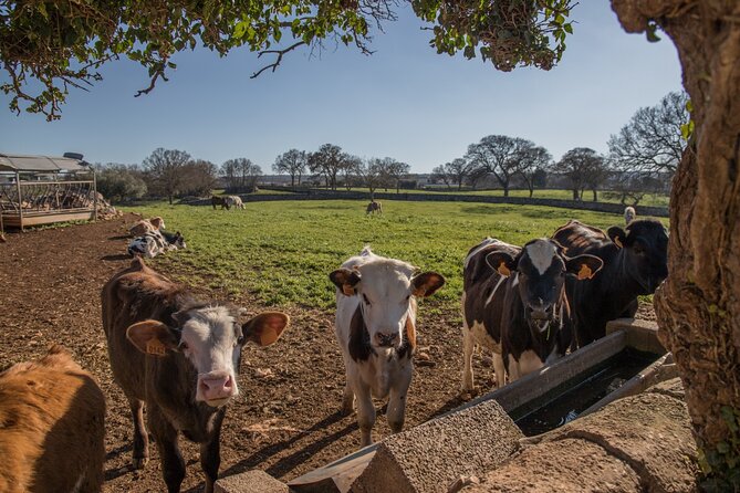Martina Franca e-Bike tour . Visit a breeding and a dairy farm - Why this Martina Franca ride feels different