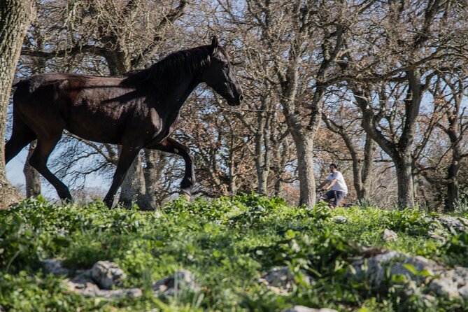 Martina Franca e-Bike tour . Visit a breeding and a dairy farm - Martina Franca’s countryside and the Itria Valley