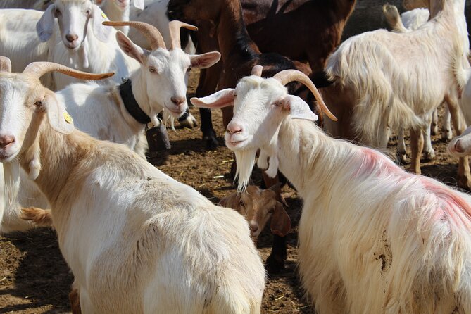 Martina Franca e-Bike tour . Visit a breeding and a dairy farm - Meeting the Murgese horse and Puglian animals
