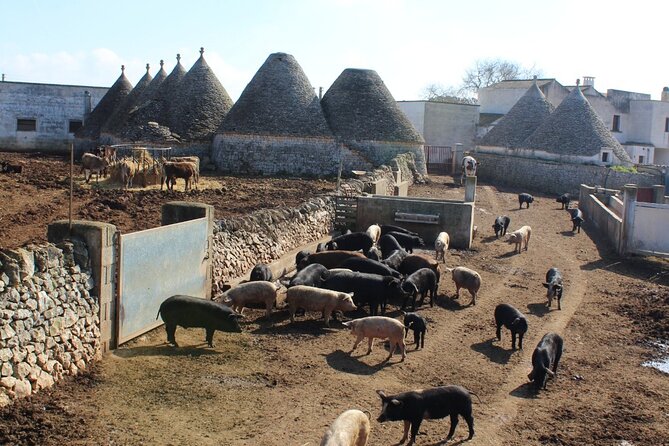 Martina Franca e-Bike tour . Visit a breeding and a dairy farm - Visiting the cow farm and tasting local cheese