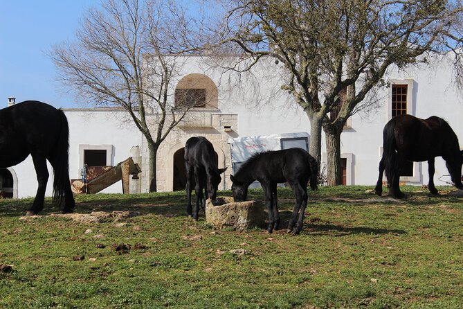 Martina Franca e-Bike tour . Visit a breeding and a dairy farm - Practical points before you book