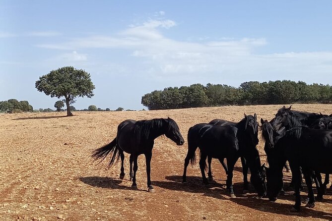 Martina Franca e-Bike tour . Visit a breeding and a dairy farm - Starting in Martina Franca at Largo Via Michelangelo Semeraro
