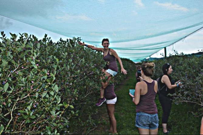 Mattituck Bike Wine Country and Fruit Orchard Tour - What the $141.99 price really covers