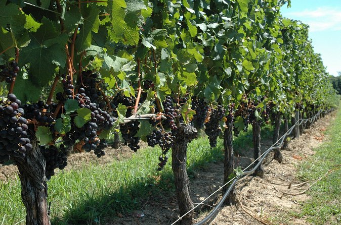 Mattituck New York Guided Farm and Wine Country Bike Tour - What Nicole, Mike, and the staff add