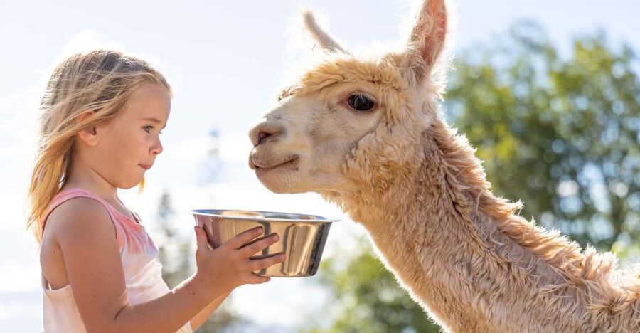 Maui: Alpaca Farm Visit with Hands-On Activities - Key points at a glance