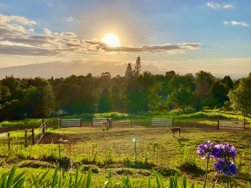 Maui: Alpaca Farm Visit with Hands-On Activities - The Angora Bunny Village
