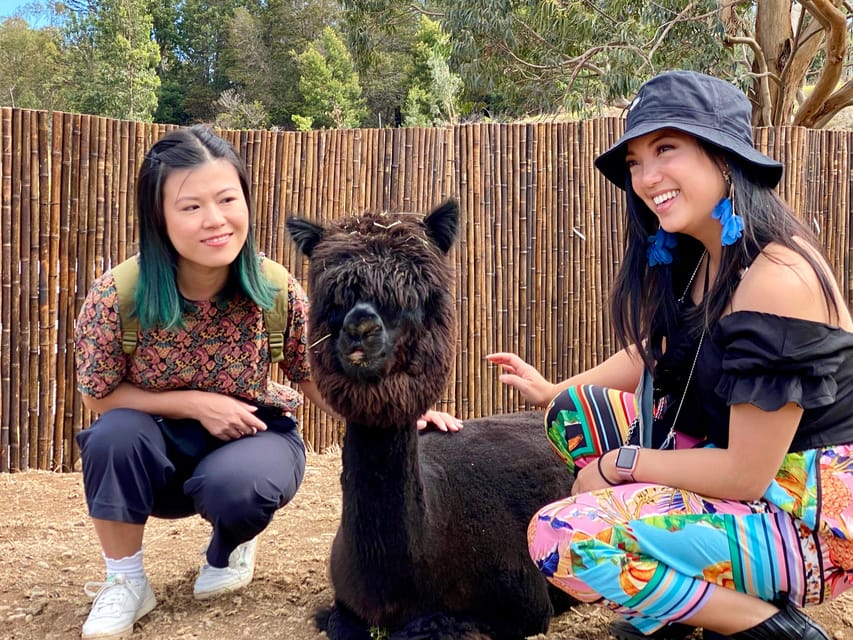 Maui: Alpaca Farm Visit with Hands-On Activities - A small group makes the hour work better