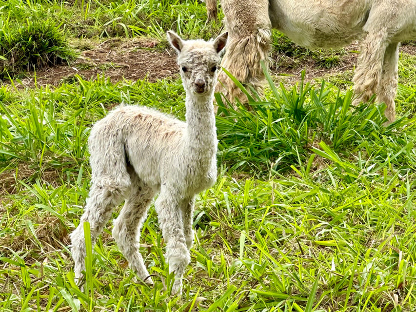 Maui: Alpaca Farm Visit with Hands-On Activities - What the $79 price really covers