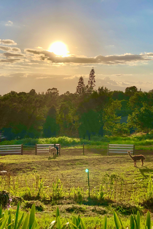 Maui: Alpaca Farm Visit with Hands-On Activities - Who will enjoy this farm visit most
