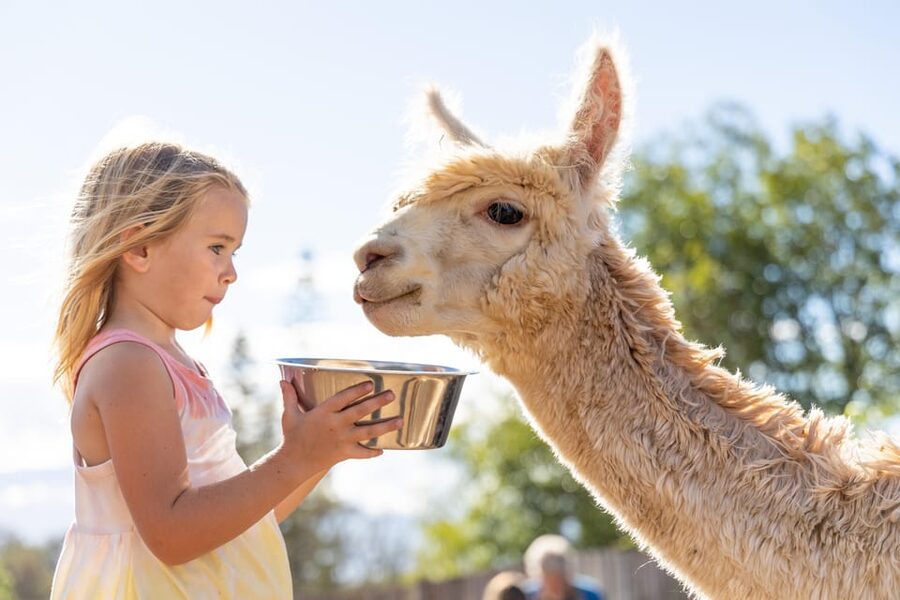 Maui: Alpaca Farm Visit with Hands-On Activities - From alpaca fleece to useful fiber