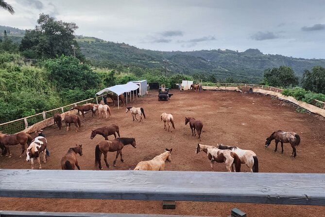 Maui Horseback Adventure at Circle M Ranch With Real Cowboys - Taro patches, plantation homes, and the return uphill