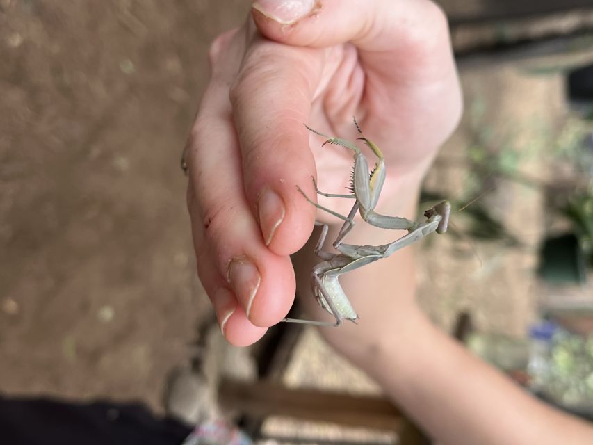 Maui: Interactive Butterfly Farm Entrance Ticket - Key points to know before you go