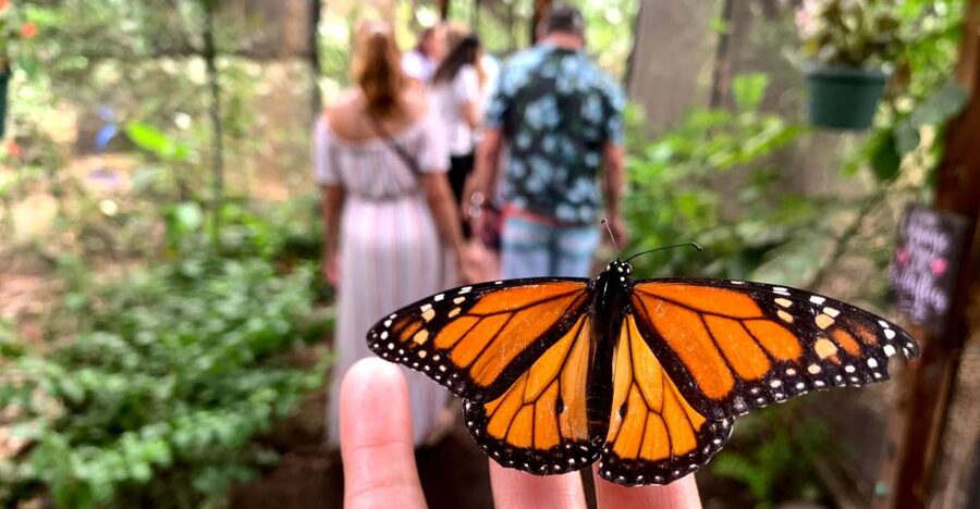 Maui: Interactive Butterfly Farm Entrance Ticket - Holding butterflies, caterpillars, and praying mantises