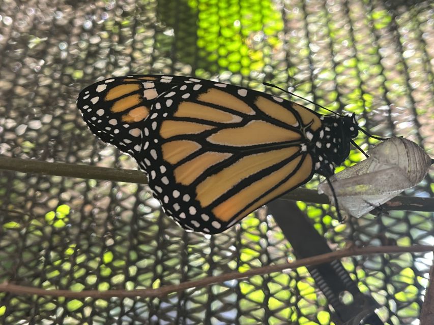 Maui: Interactive Butterfly Farm Entrance Ticket - Why the conservation message matters