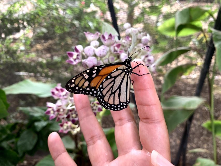 Maui: Interactive Butterfly Farm Entrance Ticket - The small-group format makes a difference