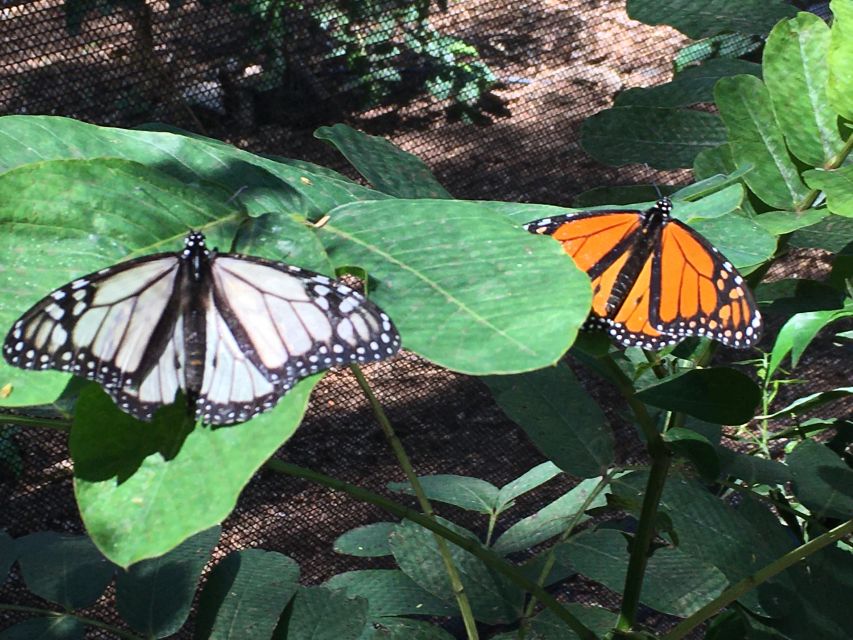 Maui: Interactive Butterfly Farm Entrance Ticket - Who will get the most from this visit