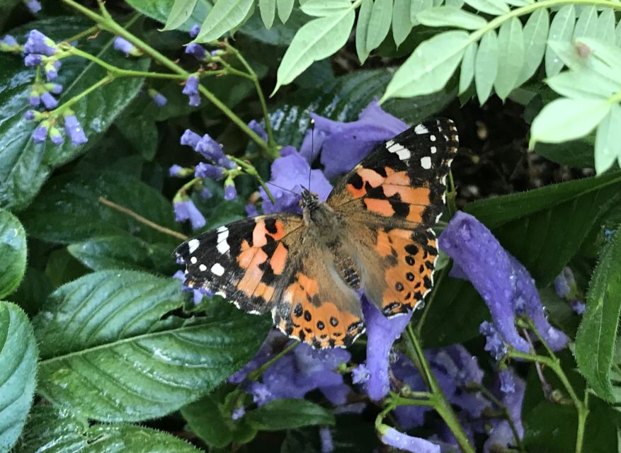 Maui: Interactive Butterfly Farm Entrance Ticket - What the experience feels like overall