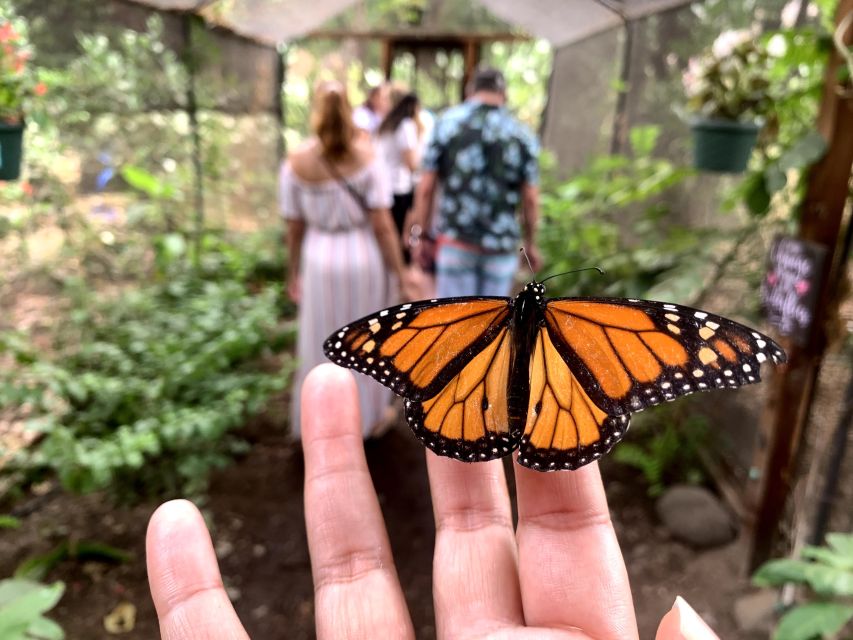 Maui: Interactive Butterfly Farm Entrance Ticket - A 45-minute walk through the butterflies’ life cycle