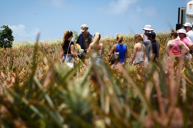 Maui Pineapple Farm Tour in Haliimaile - What makes Maui Gold pineapple part of the lesson