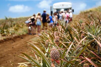 Maui Pineapple Farm Tour in Haliimaile