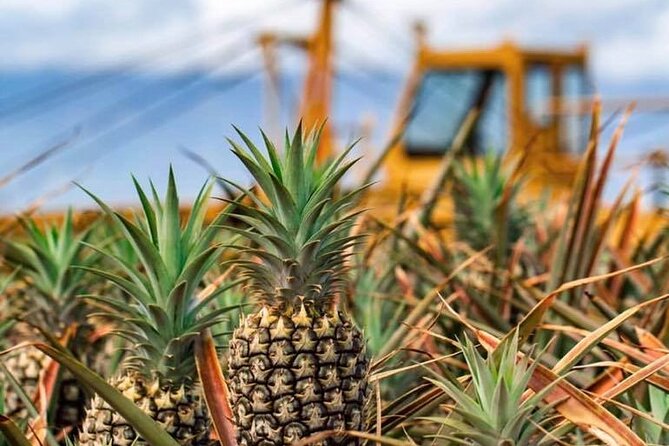 Maui Pineapple Farm Tour in Haliimaile - Guides, group size, and the feel of the visit