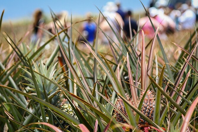 Maui Pineapple Farm Tour in Haliimaile - Who will enjoy this tour most