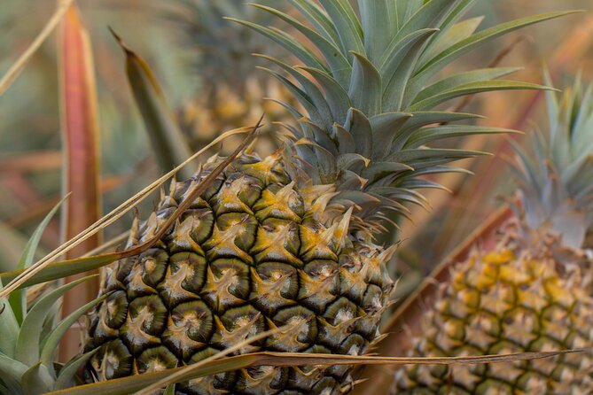 Maui Pineapple Farm Tour in Haliimaile - How to pair it with nearby Haliimaile stops