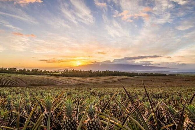 Maui Pineapple Tour: Farm and Feast Experience - Why this Maui pineapple tour feels different