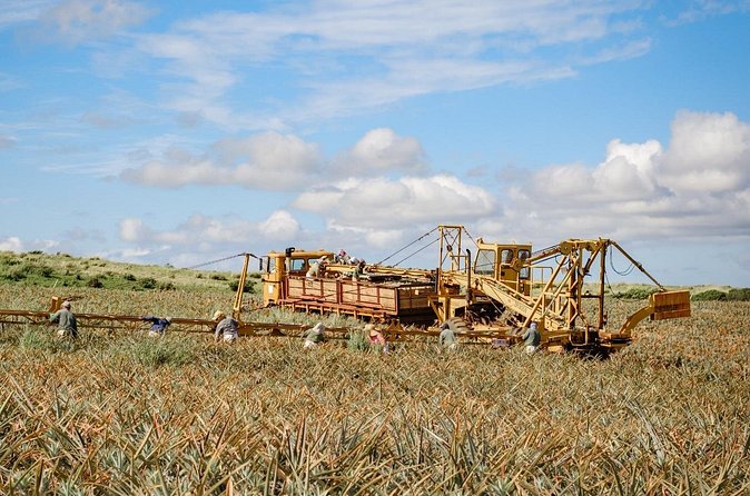 Maui Pineapple Tour: Farm and Feast Experience - Timing, transport, and physical effort