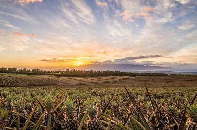 Maui Pineapple Tour: Farm and Feast Experience - Who will get the most from this experience?