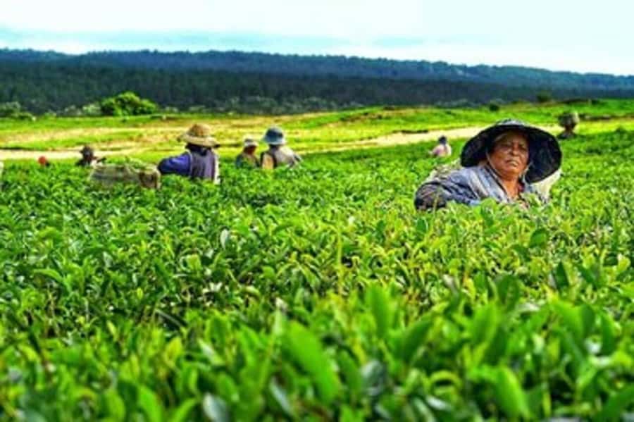Mauritius: Tea and Sugar Plantation Guided Tour with Lunch - A six-and-a-half-hour route through Mauritius