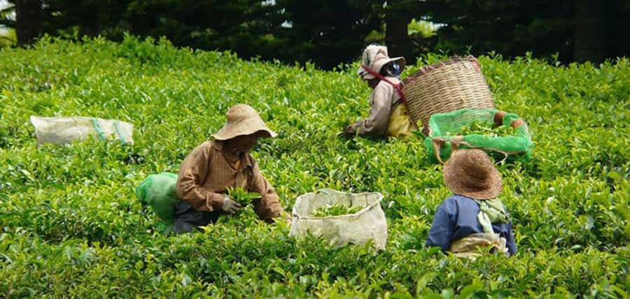 Mauritius: Tea and Sugar Plantation Guided Tour with Lunch - Bois Chéri, where tea becomes the main event