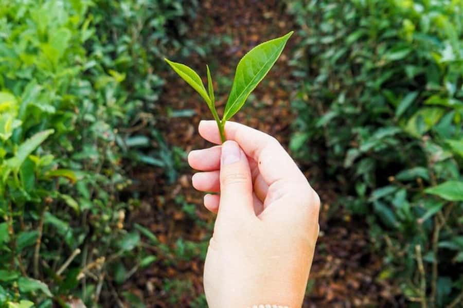 Mauritius: Tea and Sugar Plantation Guided Tour with Lunch - A three-course Mauritian lunch