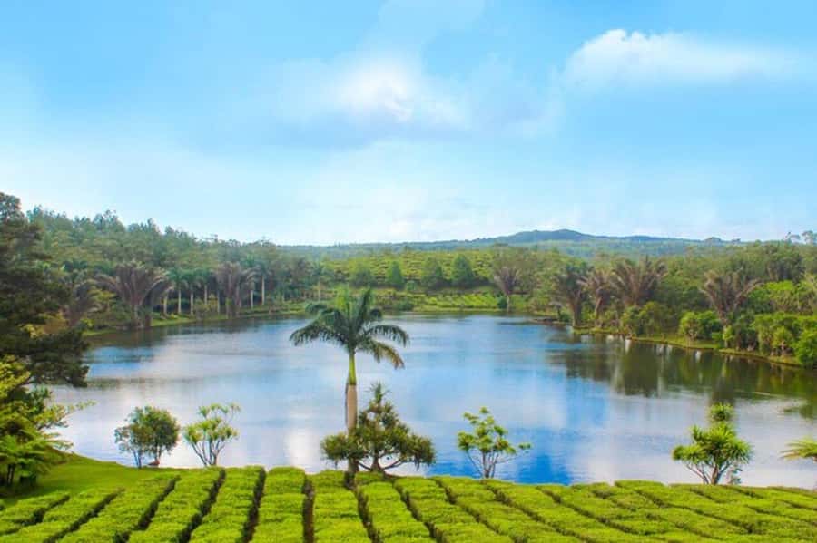Mauritius: Tea and Sugar Plantation Guided Tour with Lunch - What the $350 price means