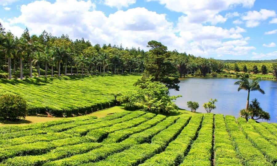 Mauritius: Tea and Sugar Plantation Guided Tour with Lunch - Le Domaine des Aubineaux and the colonial story