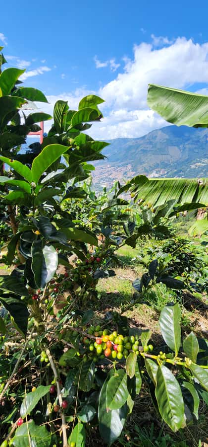 Medellin: Coffee Farm Tour & Spa with Overnight Glamping - The coffee spa treatment