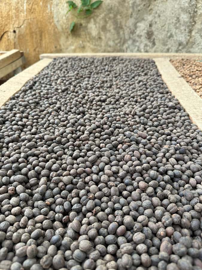 Medellín Coffee Farm Tour with Trolley and Cable Car Ride - From San Antonio station to the hills of La Sierra