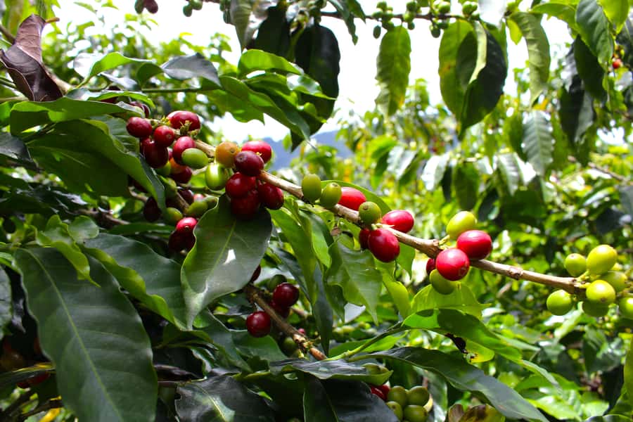 Medellín Coffee Farm Tour with Trolley and Cable Car Ride - Is $56 a fair price?