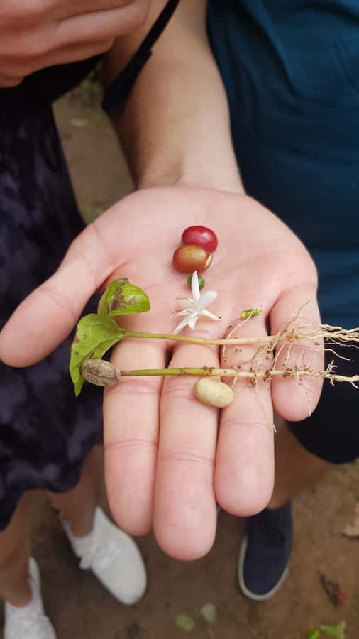 Medellin: Guatape, El Peñol Coffee Farm Private Tour & Fruit - Practical details before you reserve