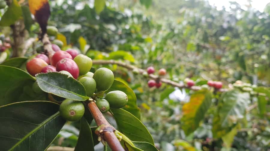Medellin: Guatape, El Peñol Coffee Farm Private Tour & Fruit - The El Peñol coffee farm, from plant to cup